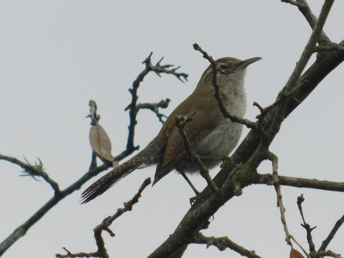 Bewick's Wren - Ezekiel Dobson