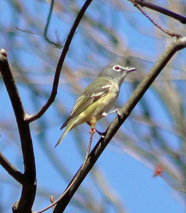 Blue-headed Vireo - ML221281301