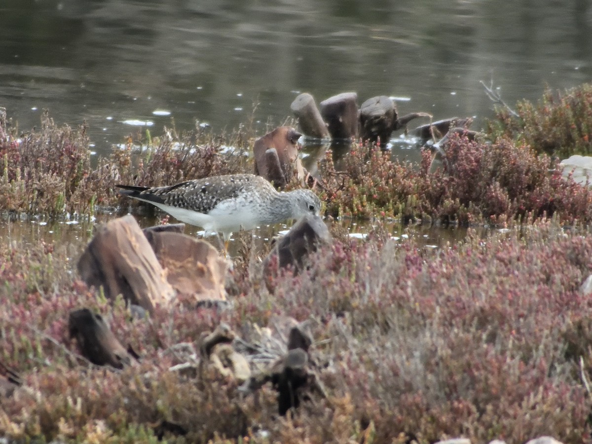 Lesser Yellowlegs - ML221283521