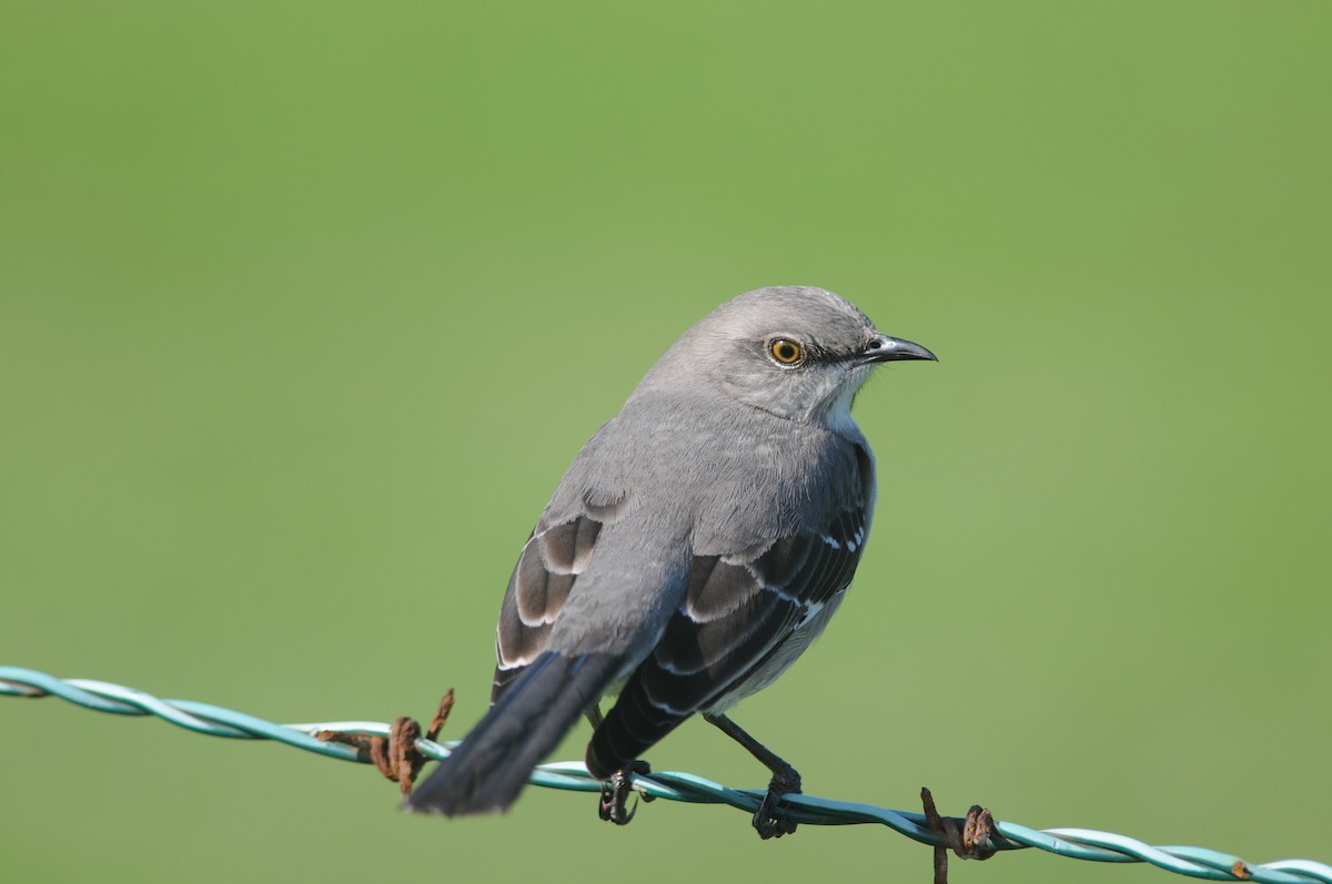 Northern Mockingbird - ML221283961