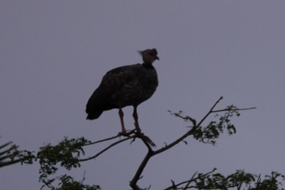 Southern Screamer - ML221285481