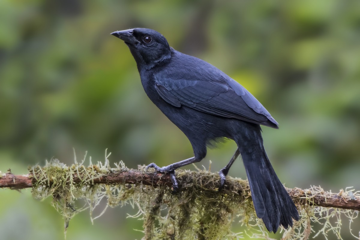 Scrub Blackbird - ML221285771