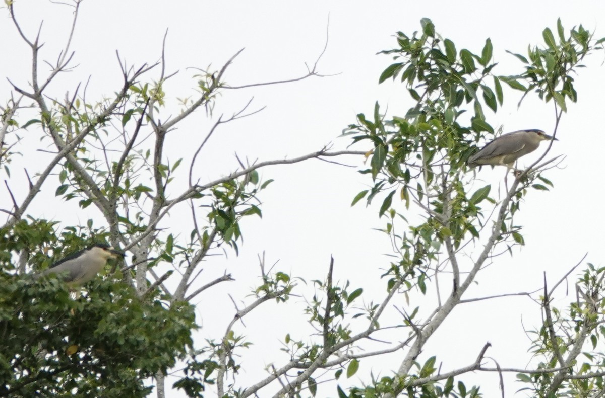 Black-crowned Night Heron (American) - ML221287171