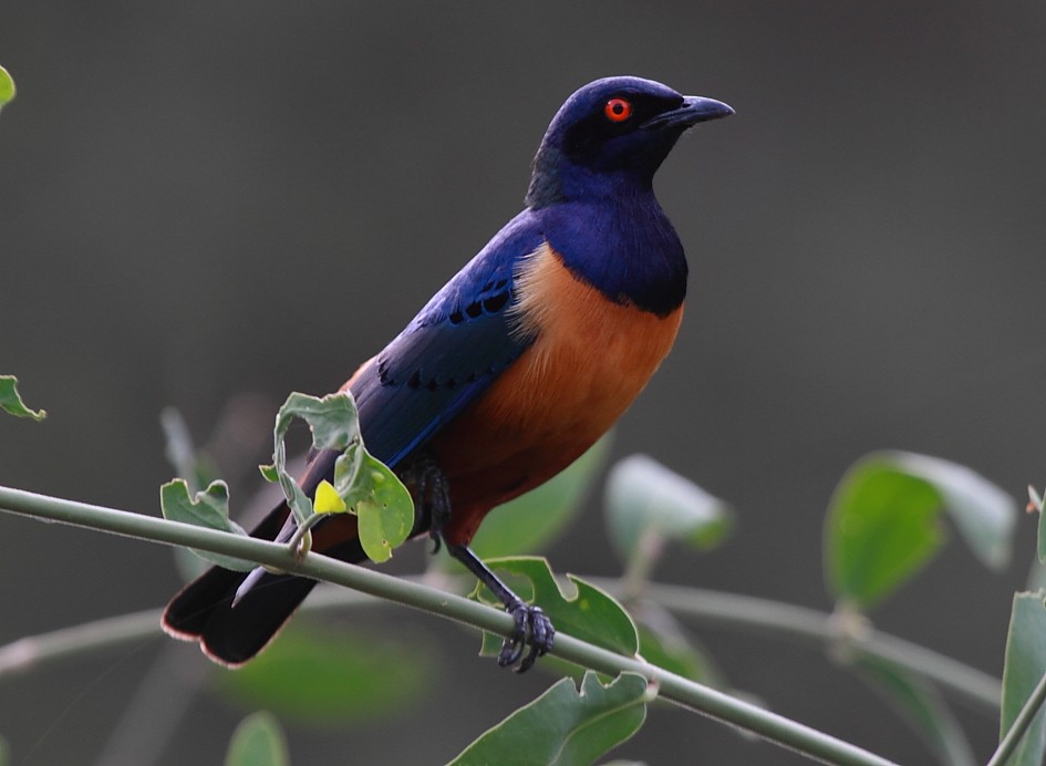 Hildebrandt's Starling - ML221288971