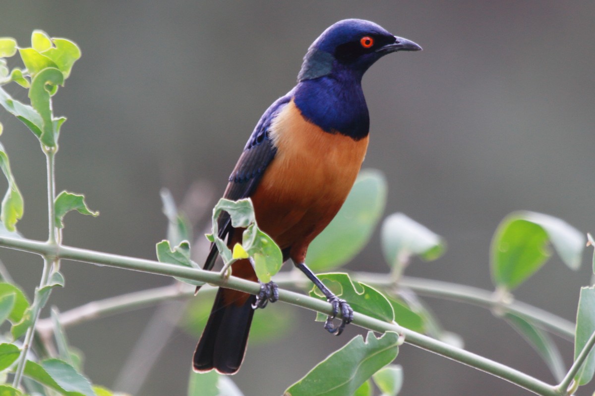 Hildebrandt's Starling - ML221289001