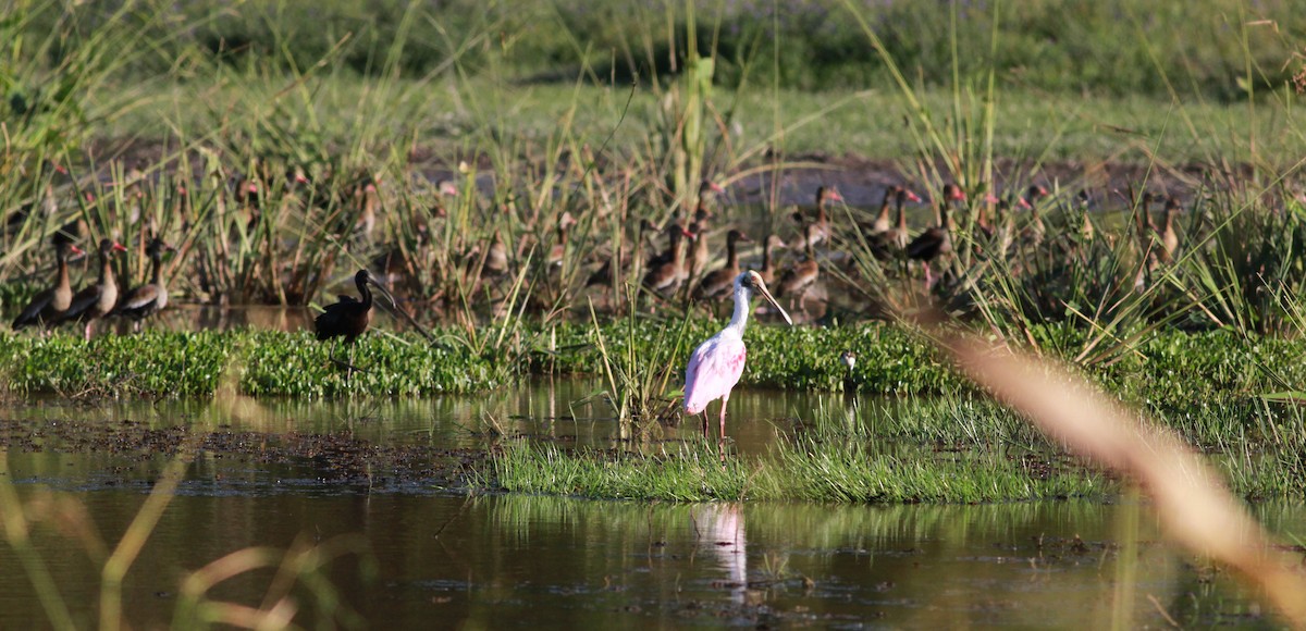 ibis hnědý - ML22128901