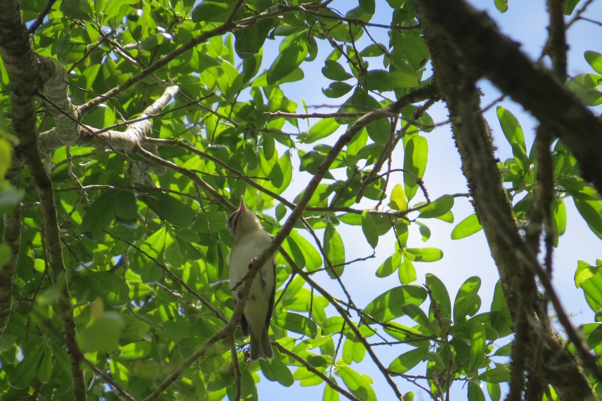 Red-eyed Vireo - ML221290171