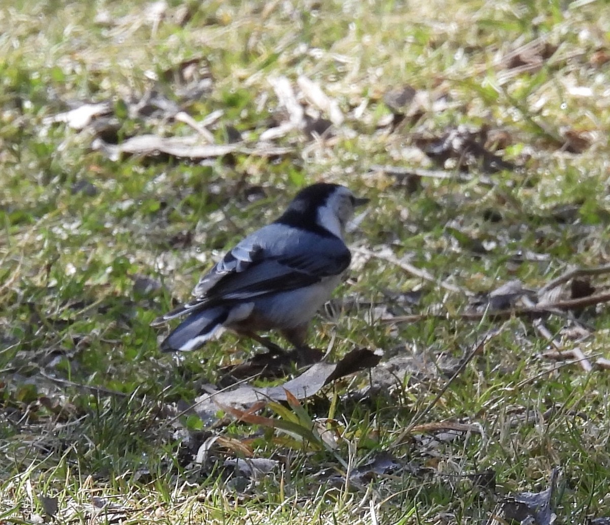 White-breasted Nuthatch - Anna Testone