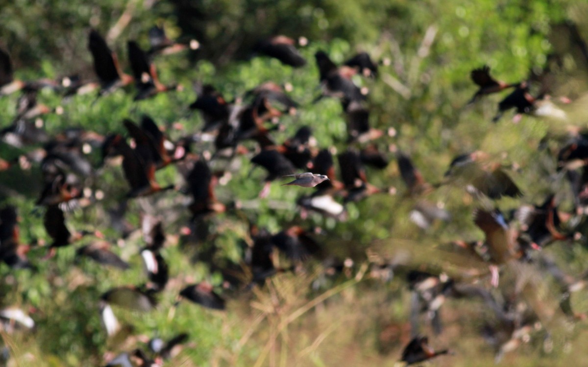 Eared Dove - ML22129081