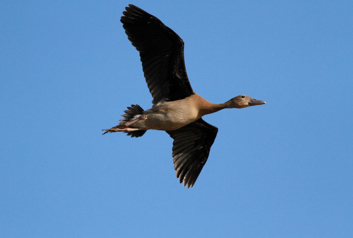 Black-bellied Whistling-Duck (autumnalis) - Jay McGowan