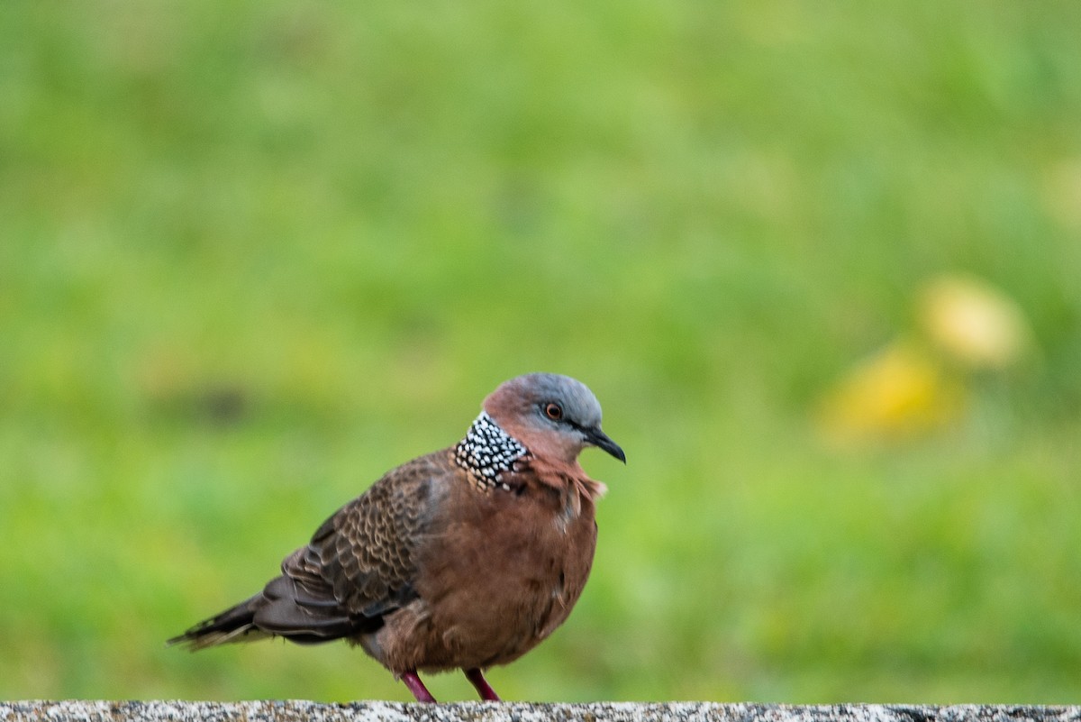 Spotted Dove - Roberto Dall Agnol