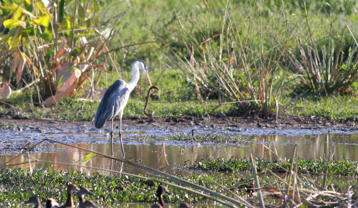 Cocoi Heron - Jay McGowan