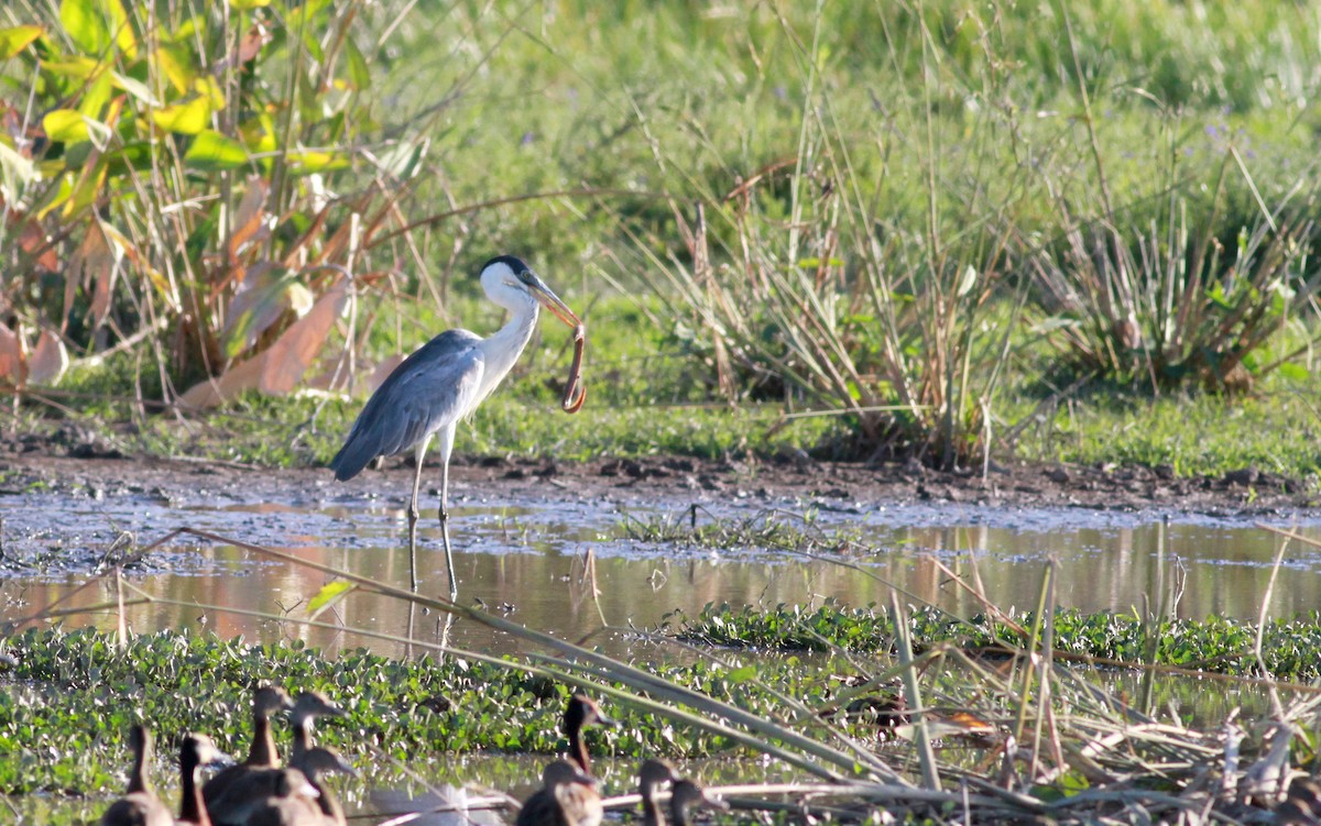 Garza Cuca - ML22129381