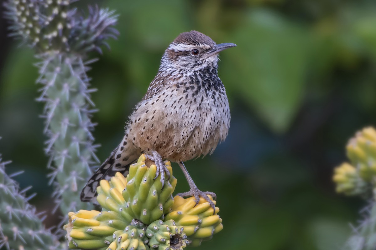 Cactus Wren - ML221293871