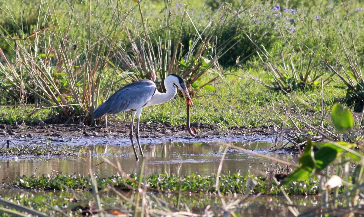 Garza Cuca - ML22129401