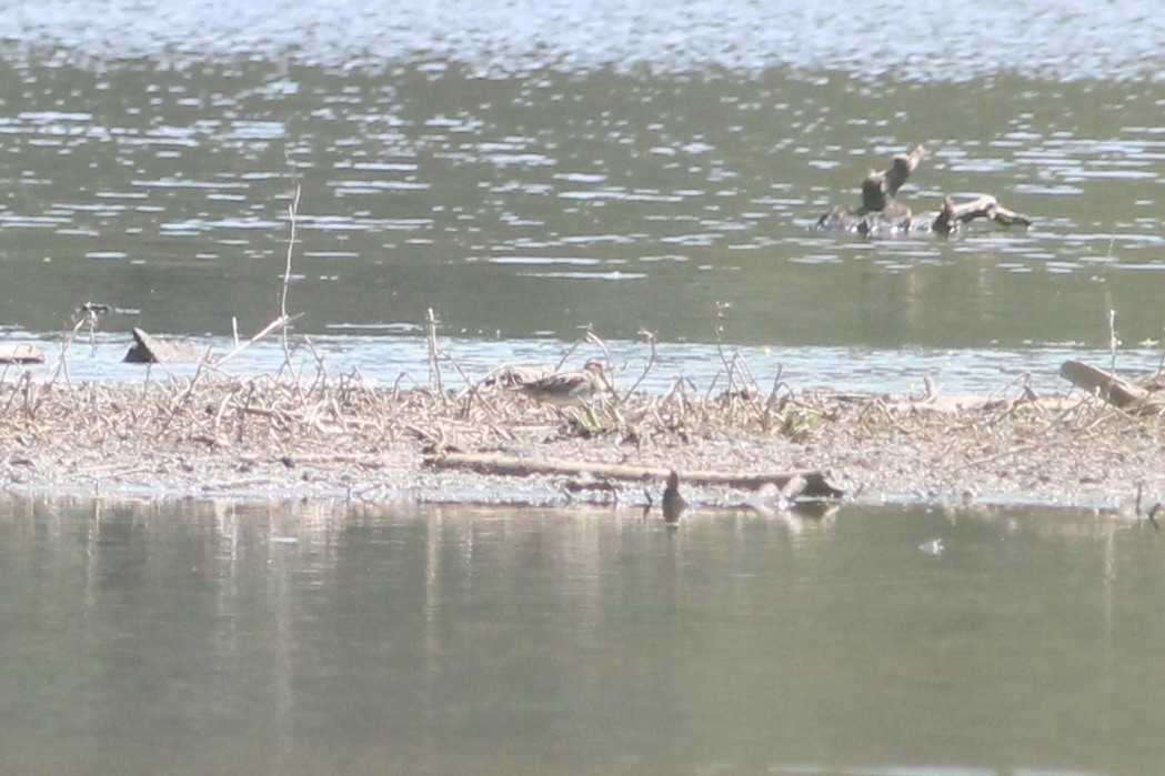 Wilson's Snipe - Edward Landi