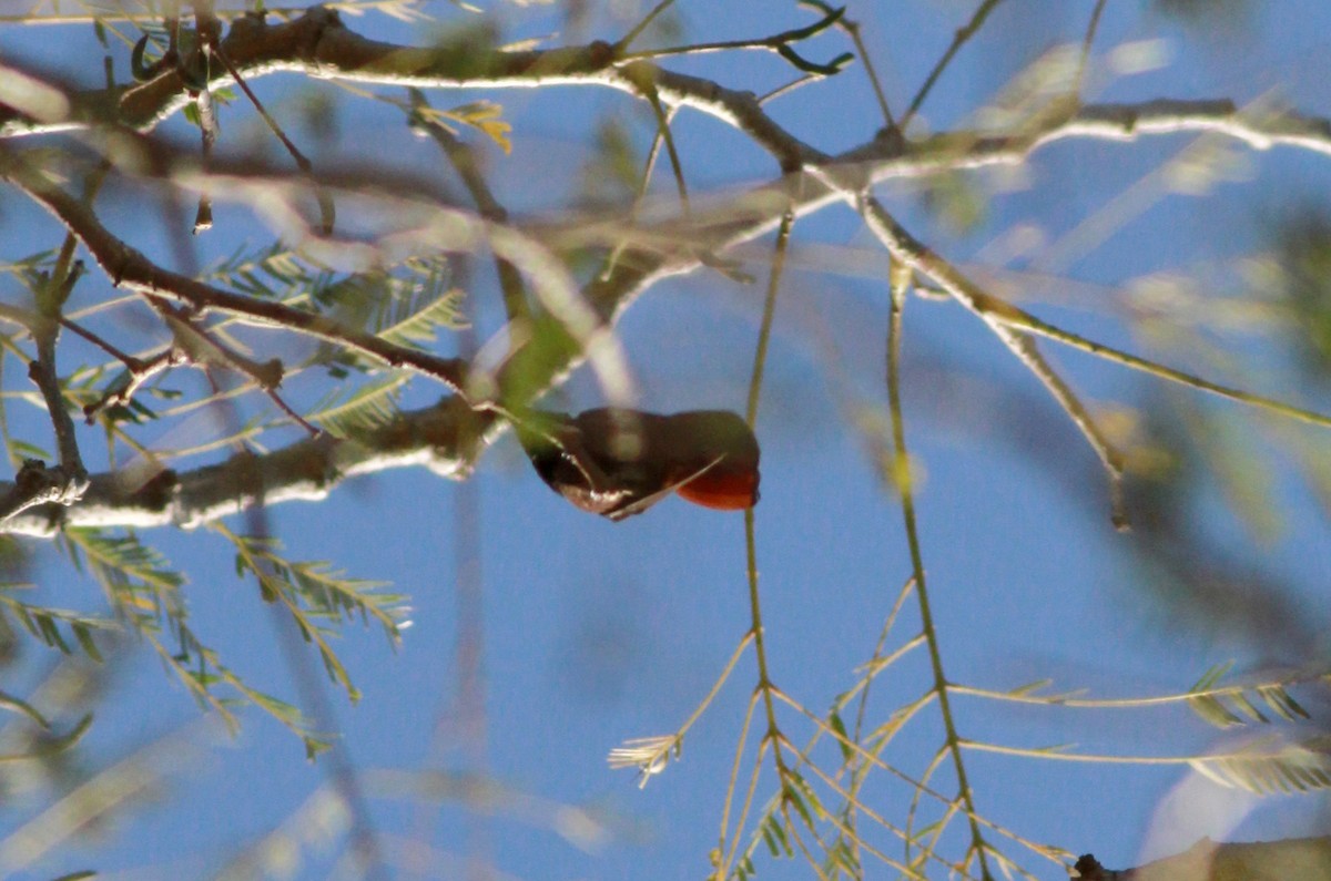 kolibřík červenohlavý - ML22129501