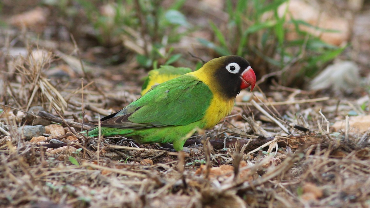 Yellow-collared Lovebird - ML22129531