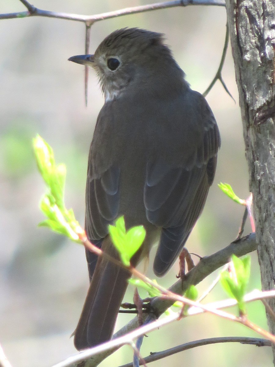 Hermit Thrush - ML221296581