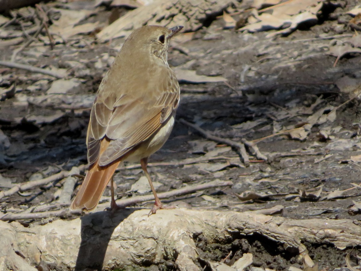 Hermit Thrush - ML221296591