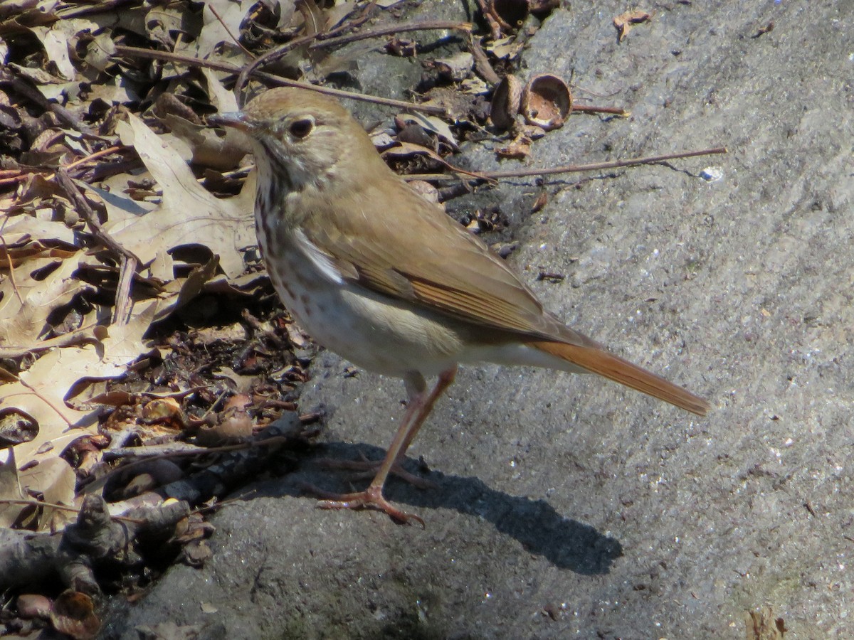 Hermit Thrush - ML221296601