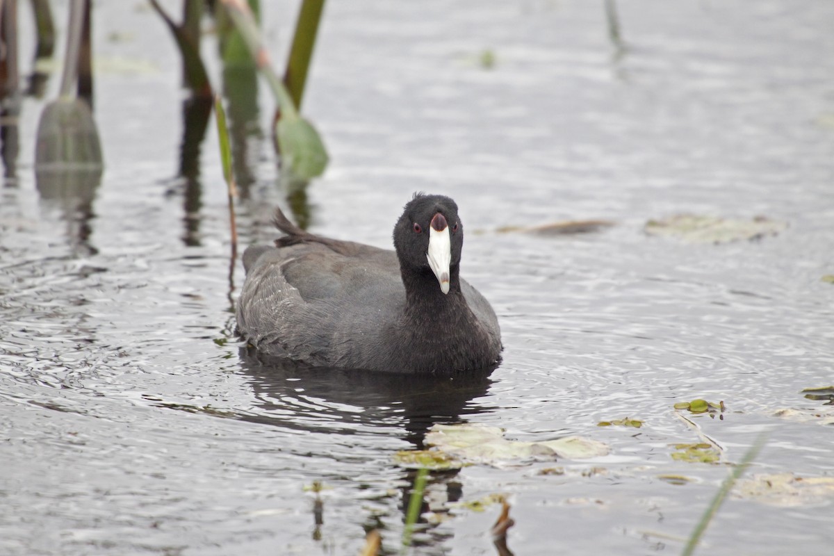 American Coot (Red-shielded) - ML221297561