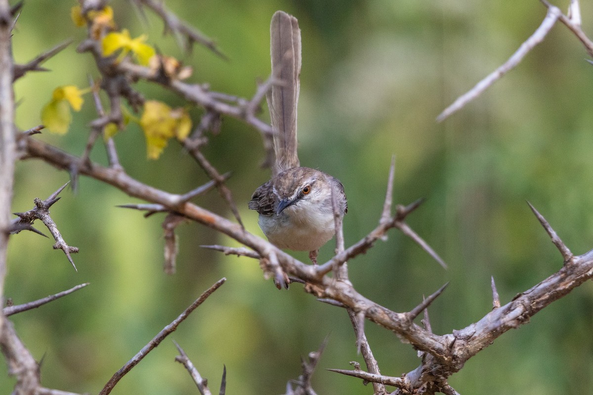 Pale Prinia - ML221298111