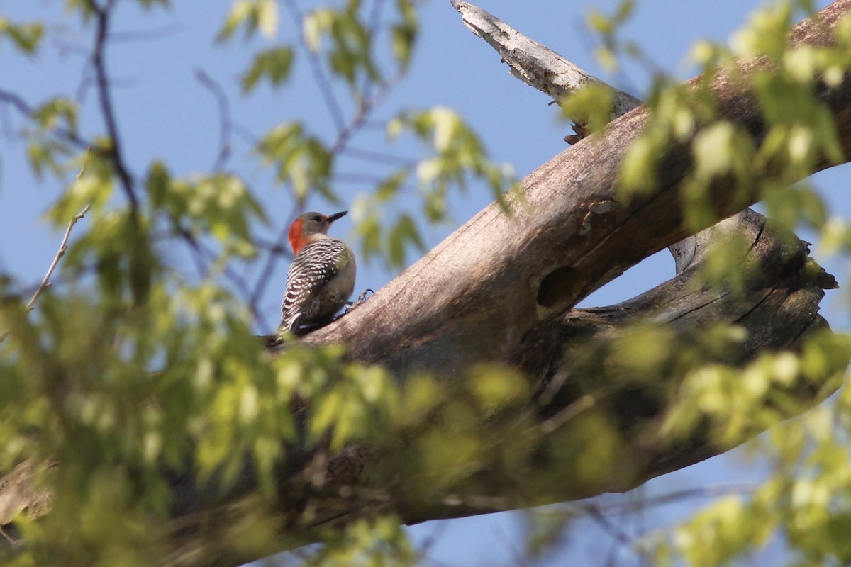 Red-bellied Woodpecker - ML221298441