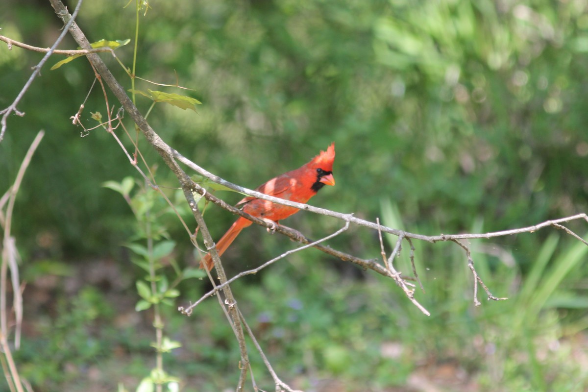 Northern Cardinal - ML221298491