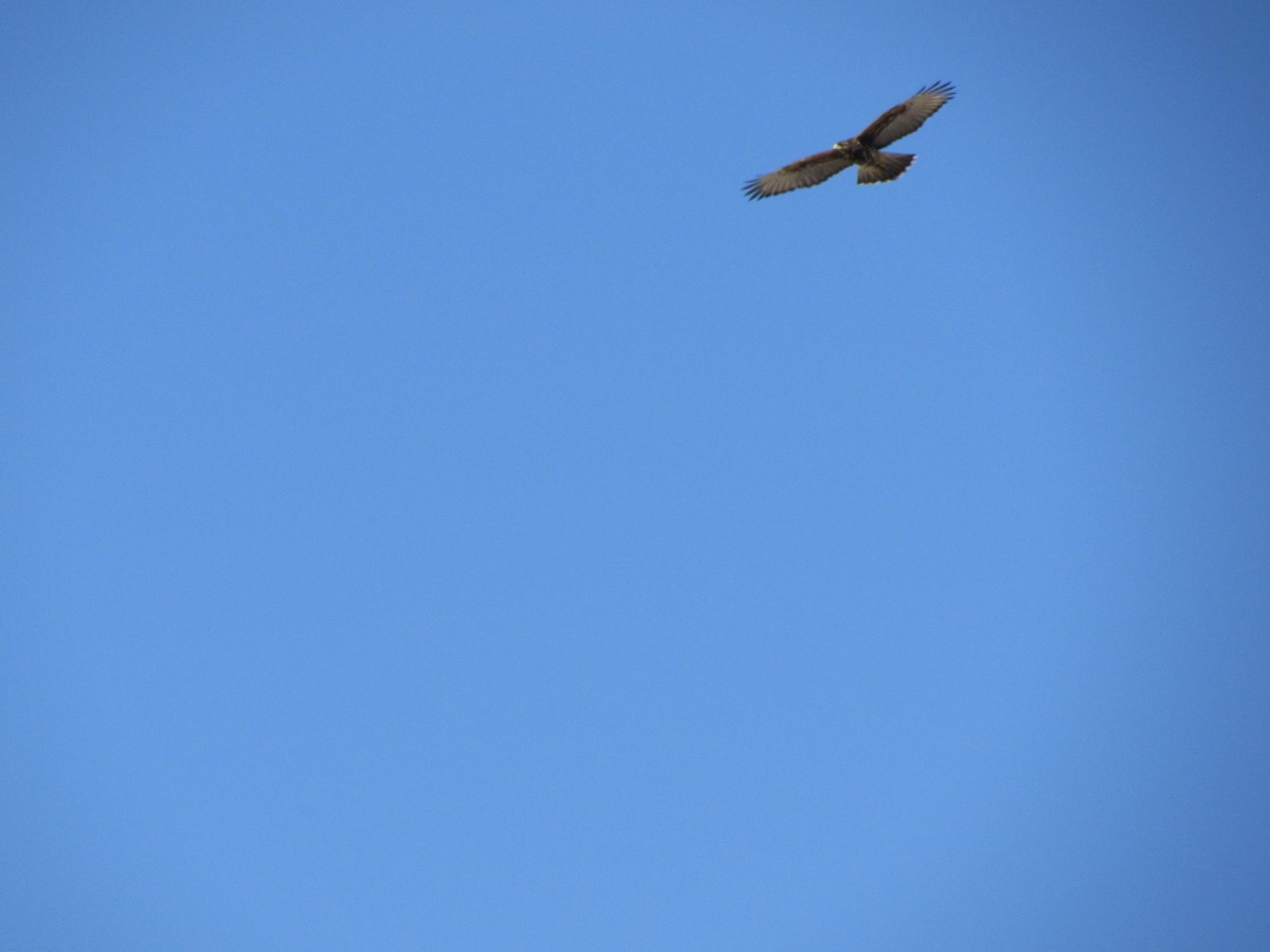 Harris's Hawk - ML221299981