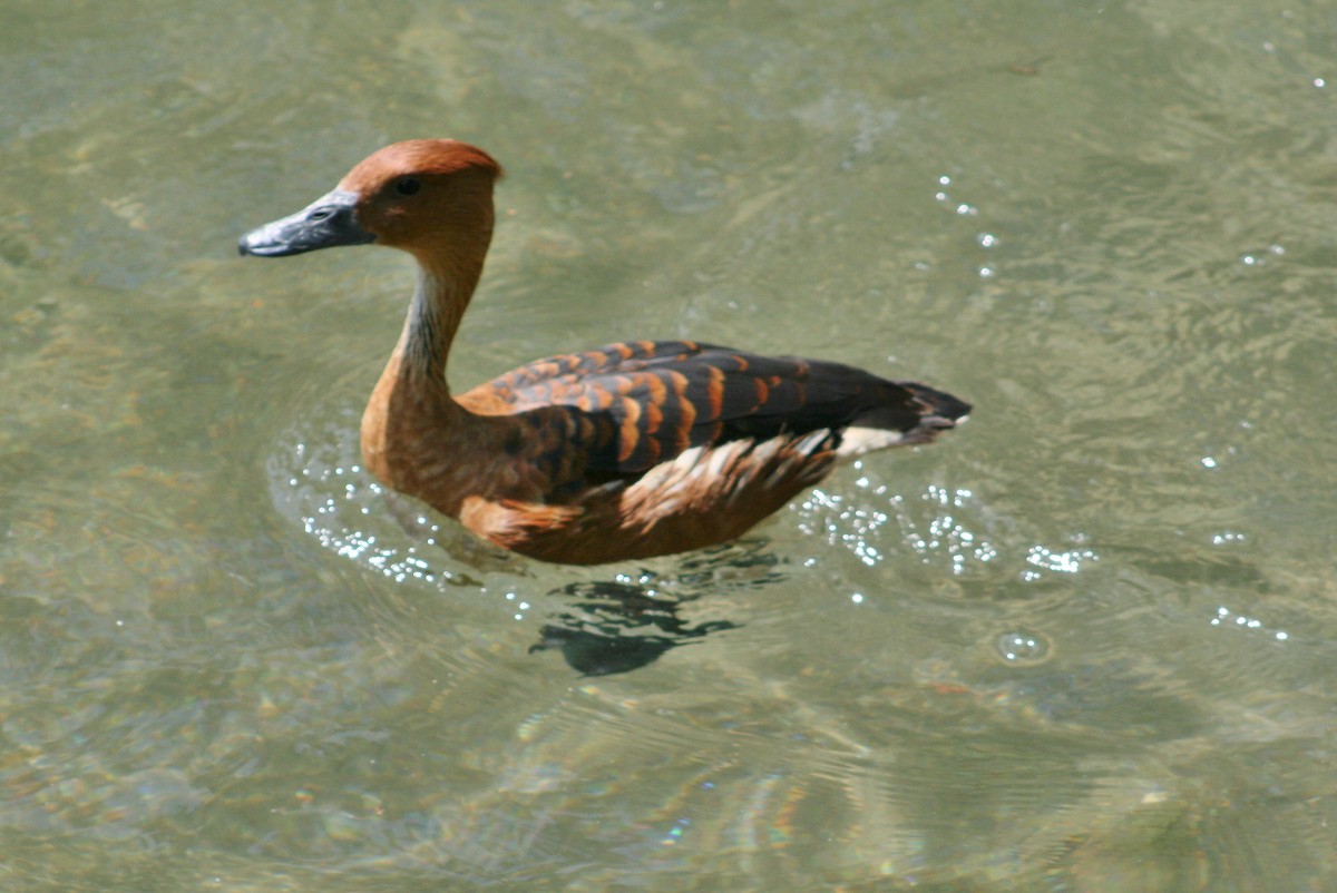 Fulvous Whistling-Duck - ML22130101