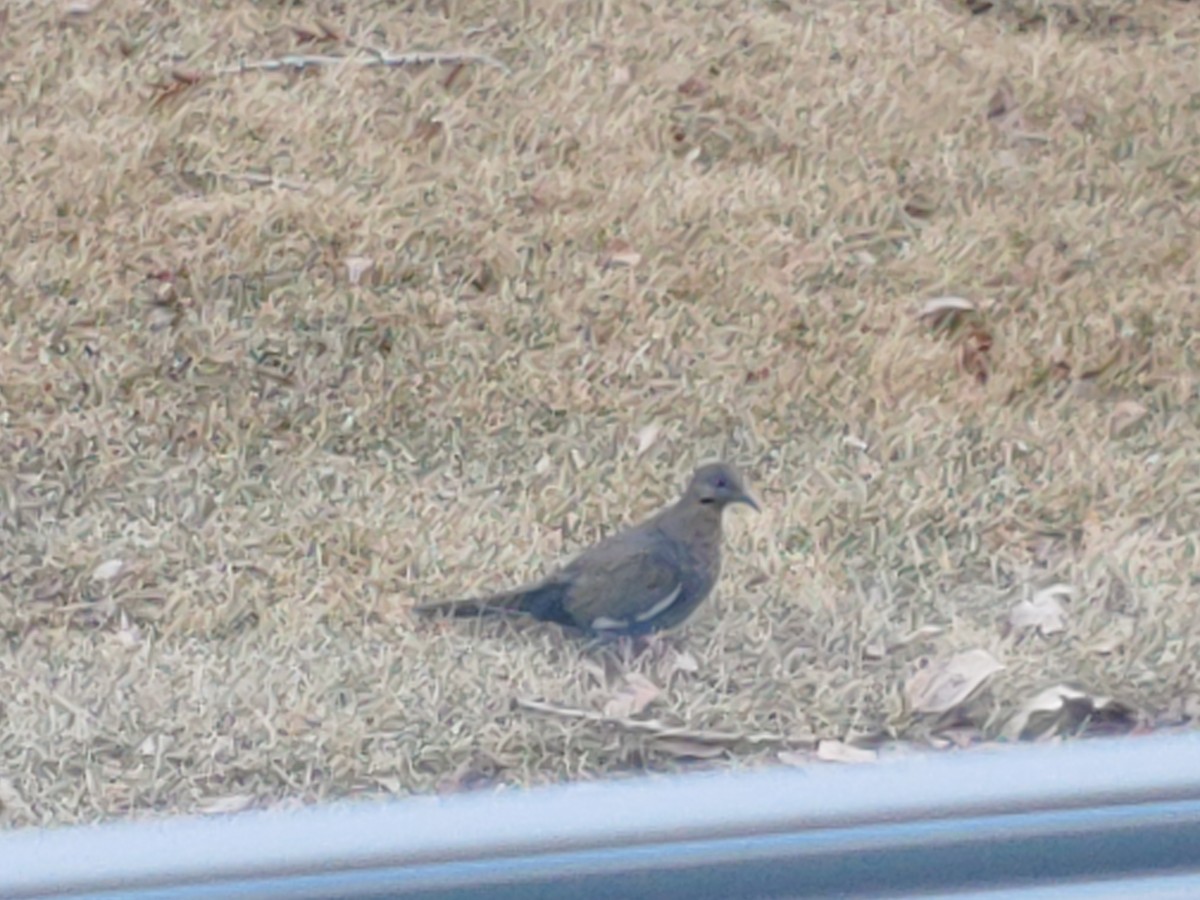 White-winged Dove - ML221301591