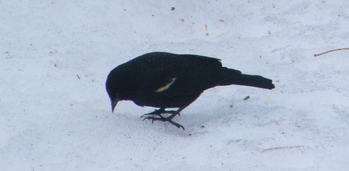 Red-winged Blackbird - ML221302361