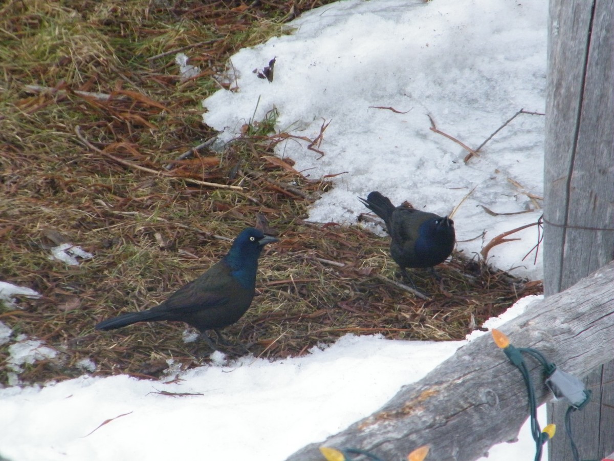 Common Grackle - ML221302551