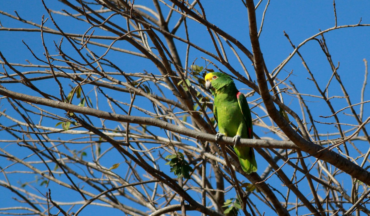 Yellow-crowned Parrot - Jay McGowan