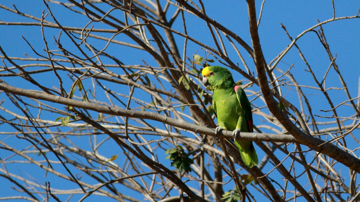 Yellow-crowned Parrot - Jay McGowan