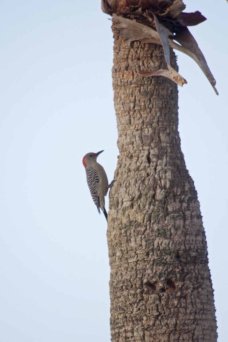 Red-bellied Woodpecker - Antonio Rodriguez-Sinovas