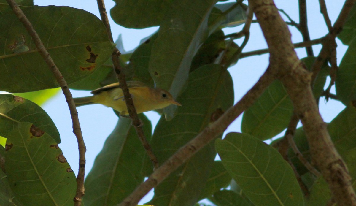 Golden-fronted Greenlet - ML22130331