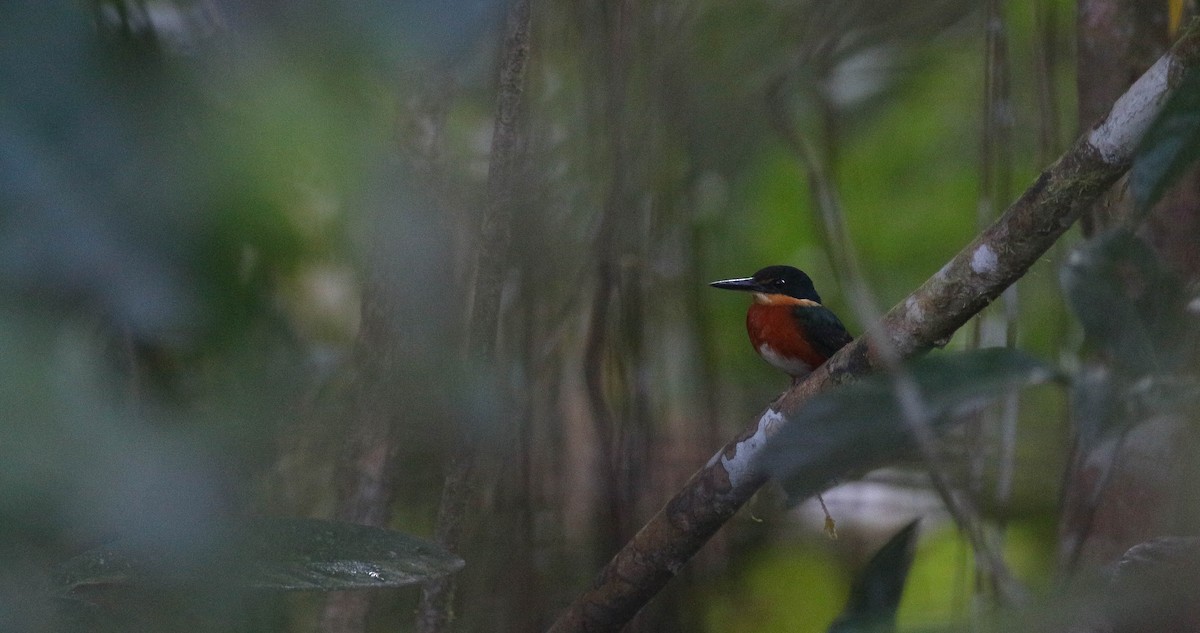 American Pygmy Kingfisher - Projeto  Dacnis