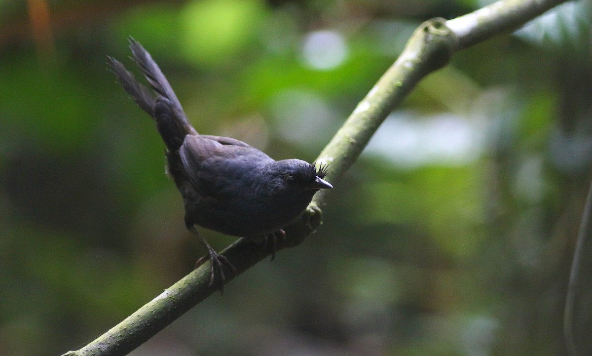 Slaty Bristlefront - Projeto  Dacnis