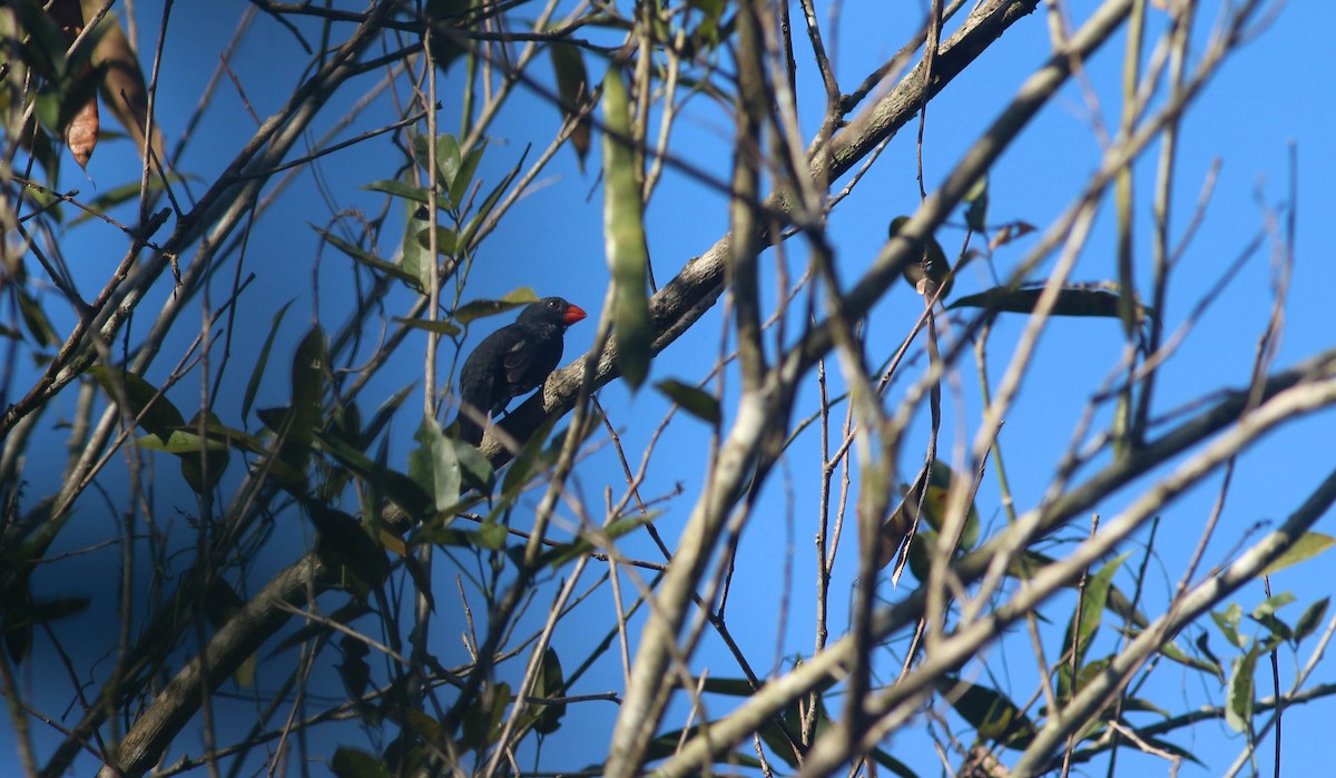 Black-throated Grosbeak - ML221303641