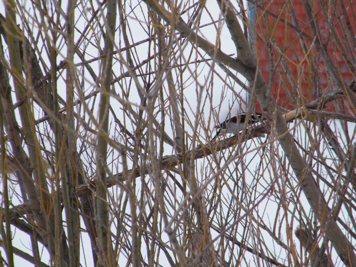 Hairy Woodpecker - ML221304331