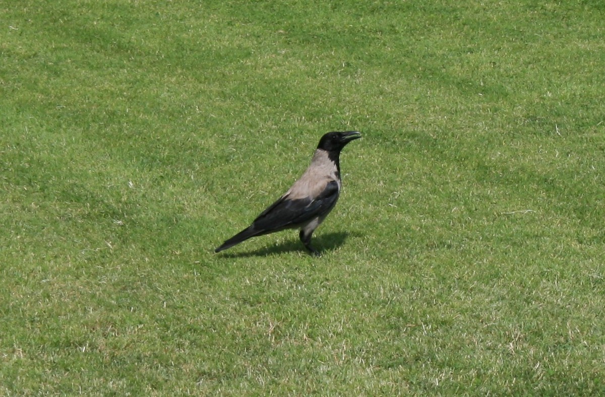 Hooded Crow - ML22130441