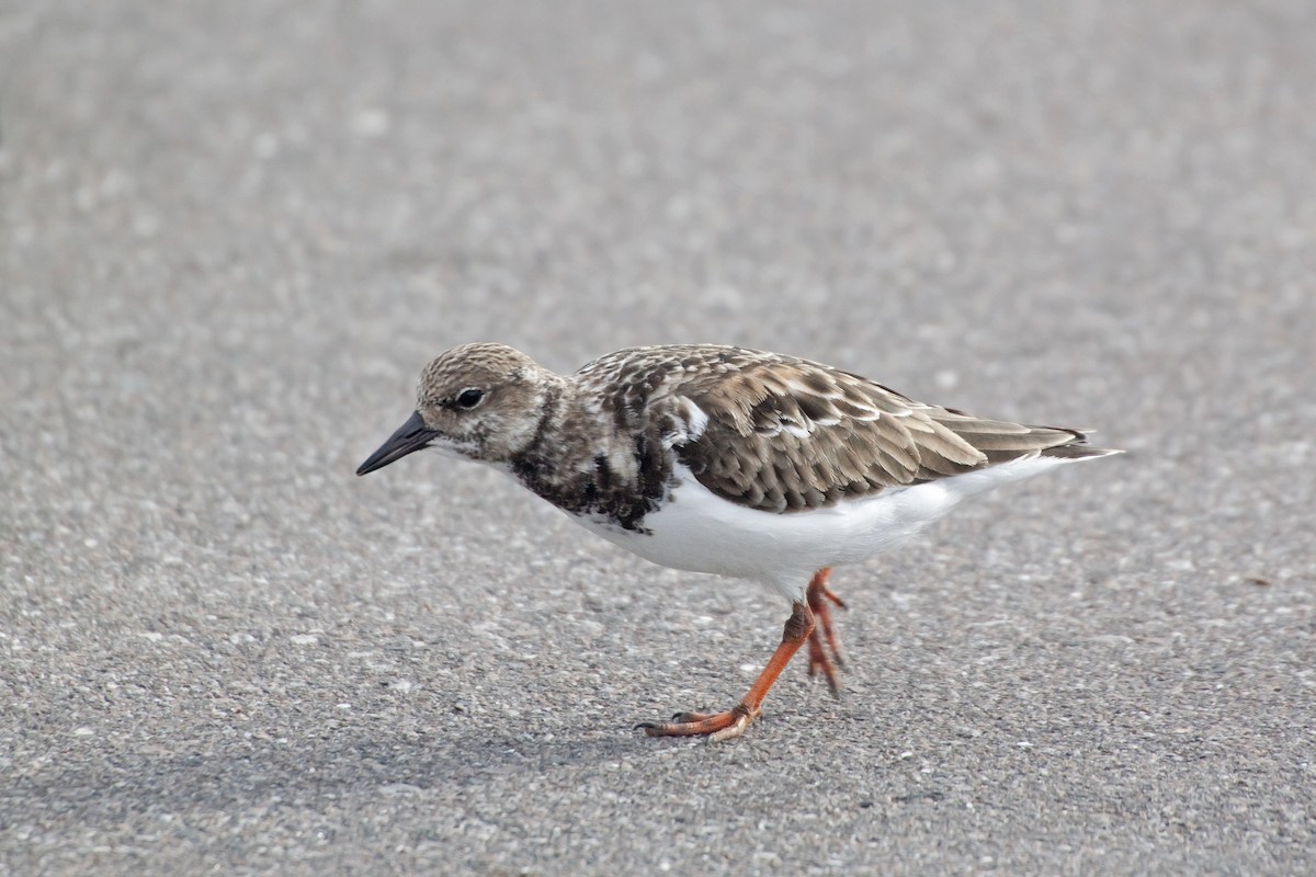 Ruddy Turnstone - ML221304551