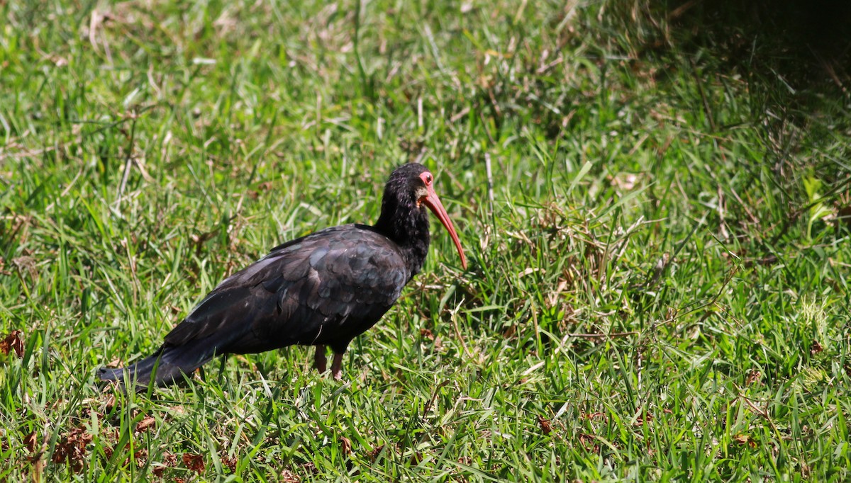 ibis dlouhoocasý - ML22130491