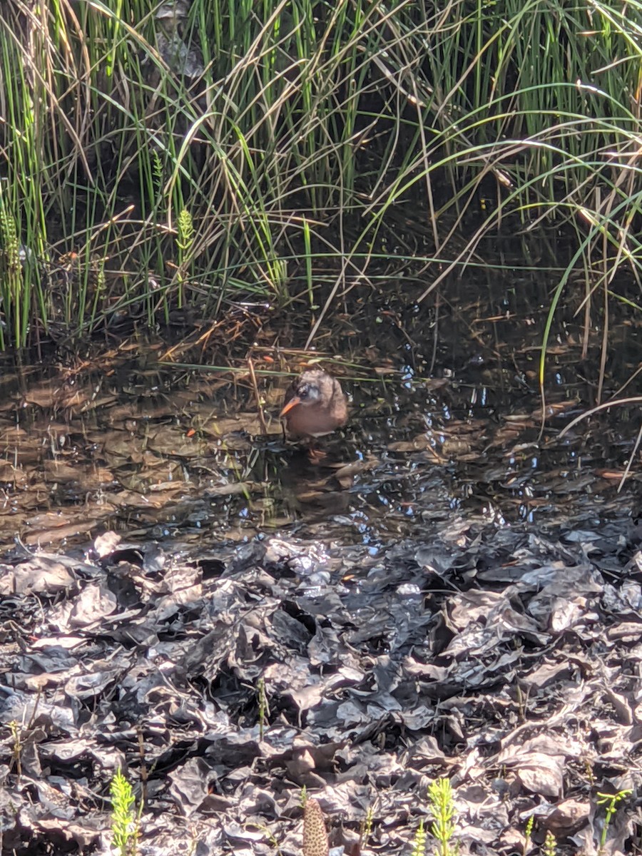 Virginia Rail - ML221304961