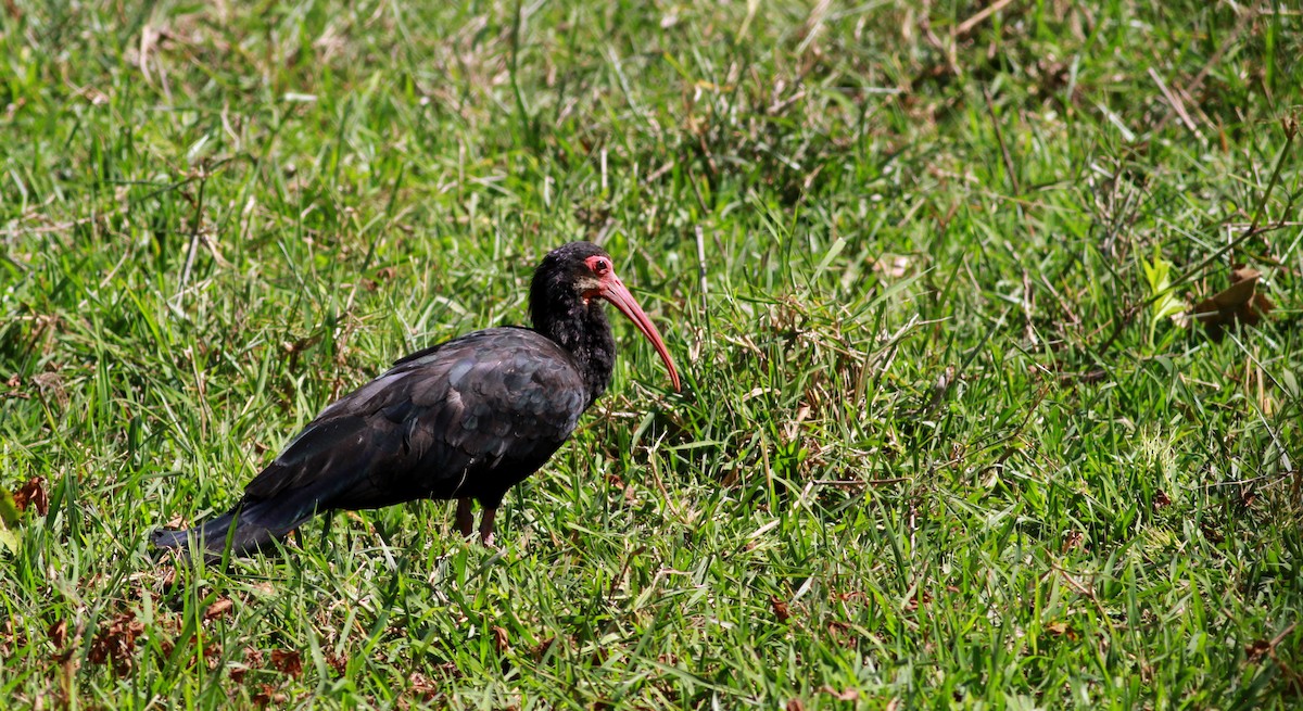 ibis dlouhoocasý - ML22130531