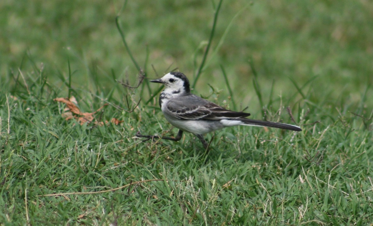 White Wagtail - ML22130541