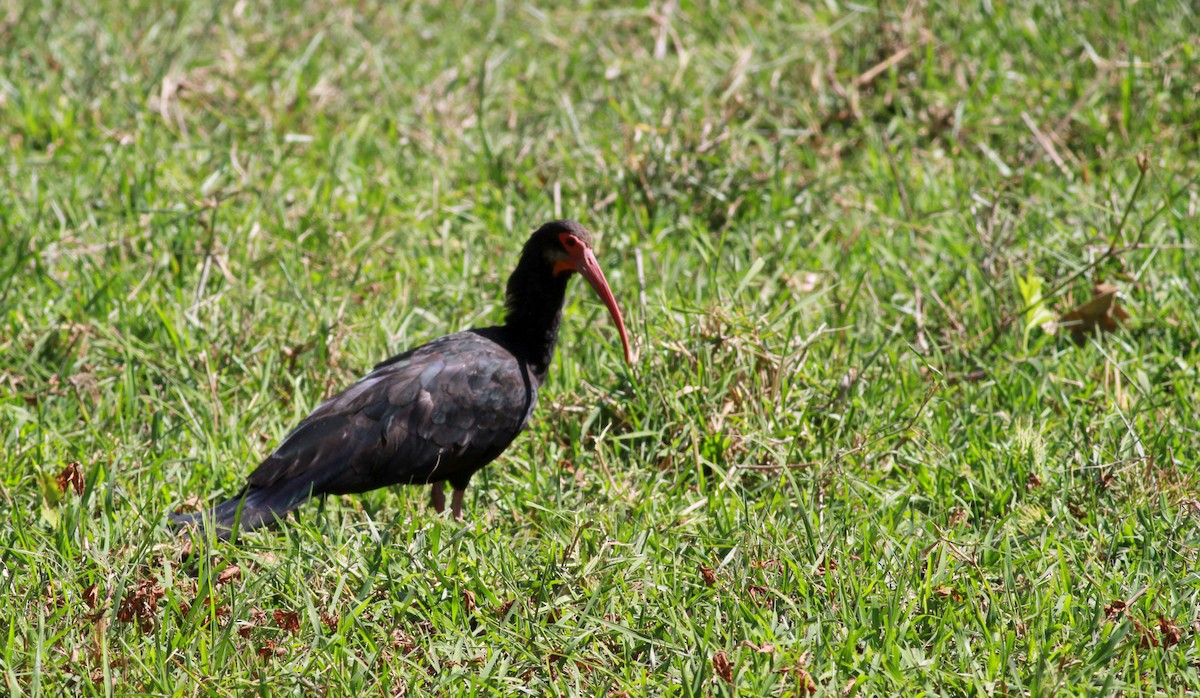 ibis dlouhoocasý - ML22130551