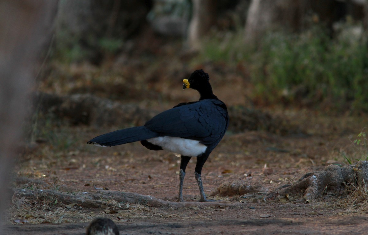 Yellow-knobbed Curassow - Jay McGowan